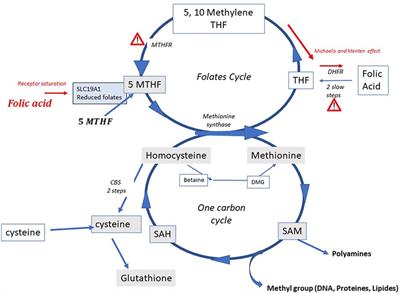 Hyperhomocysteinemia in hypofertile male patients can be alleviated by supplementation with 5MTHF associated with one carbon cycle support